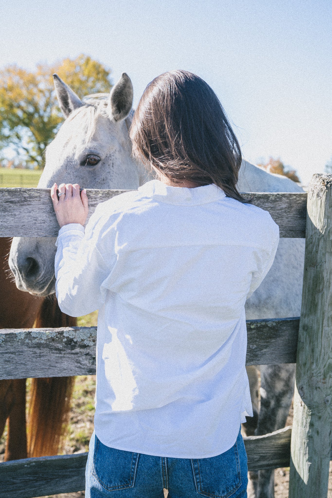 Greenwich Button Down - Image 3